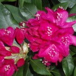 Rhodondendron tuin zomerhuis Westenschouwen