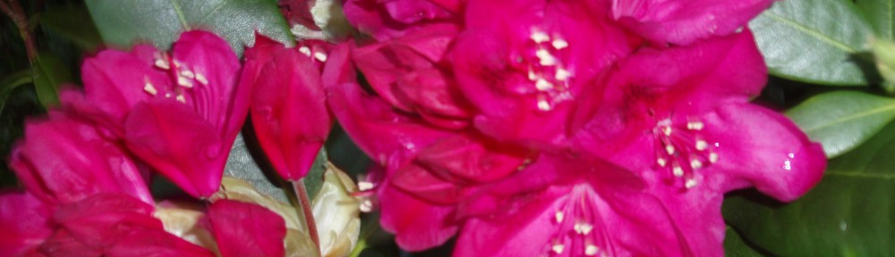 Rhodondendron tuin zomerhuis Westenschouwen