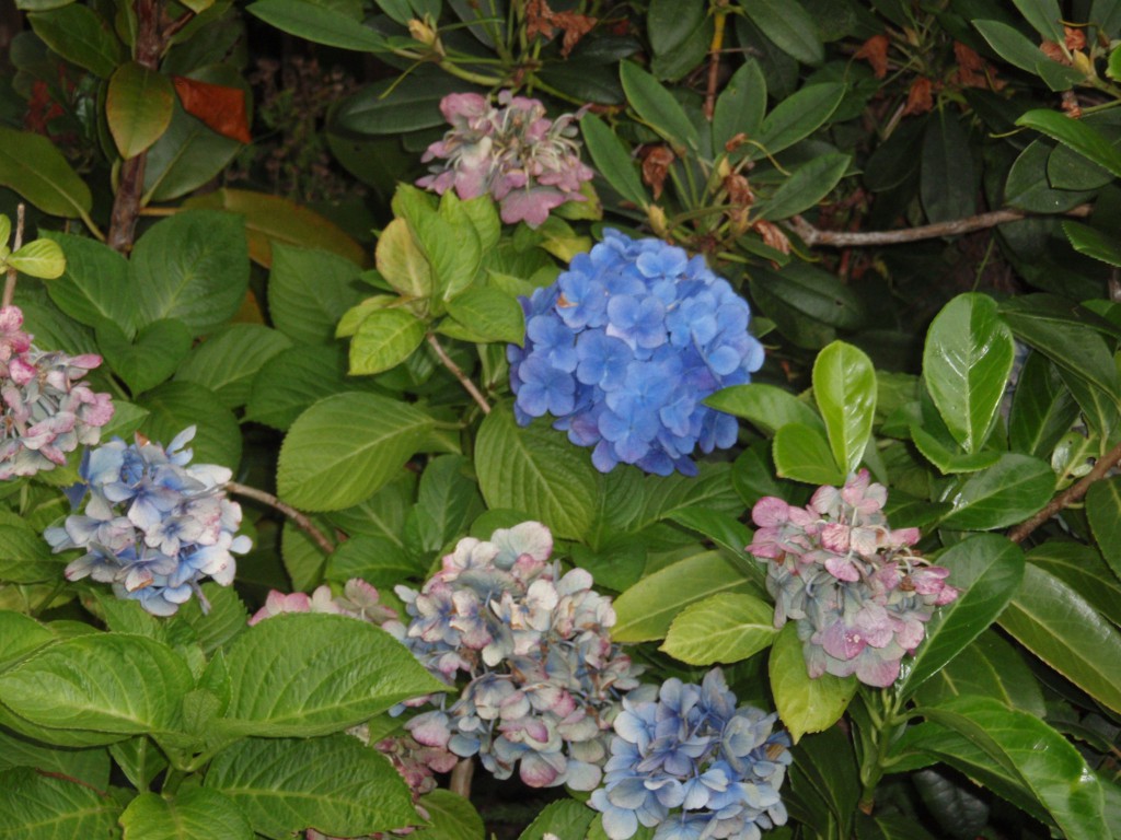Blauwe hortensia in tuin zomerhuis Westenschouwen.